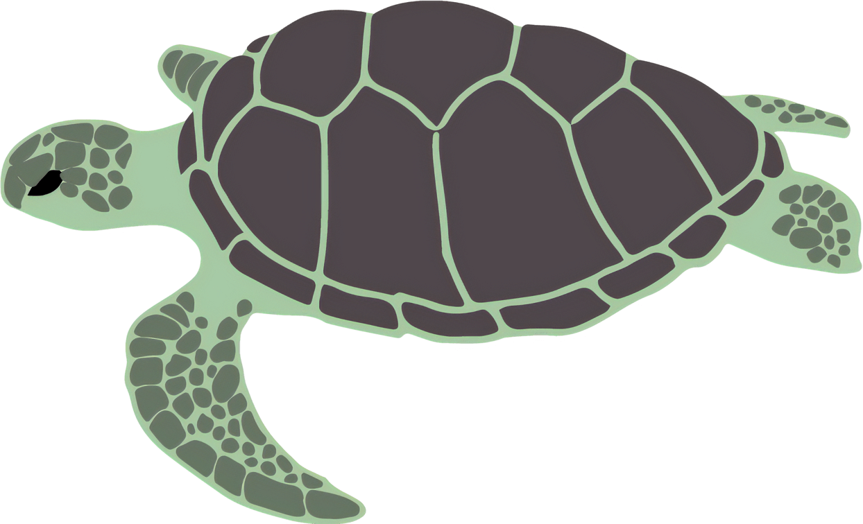 ウミガメ