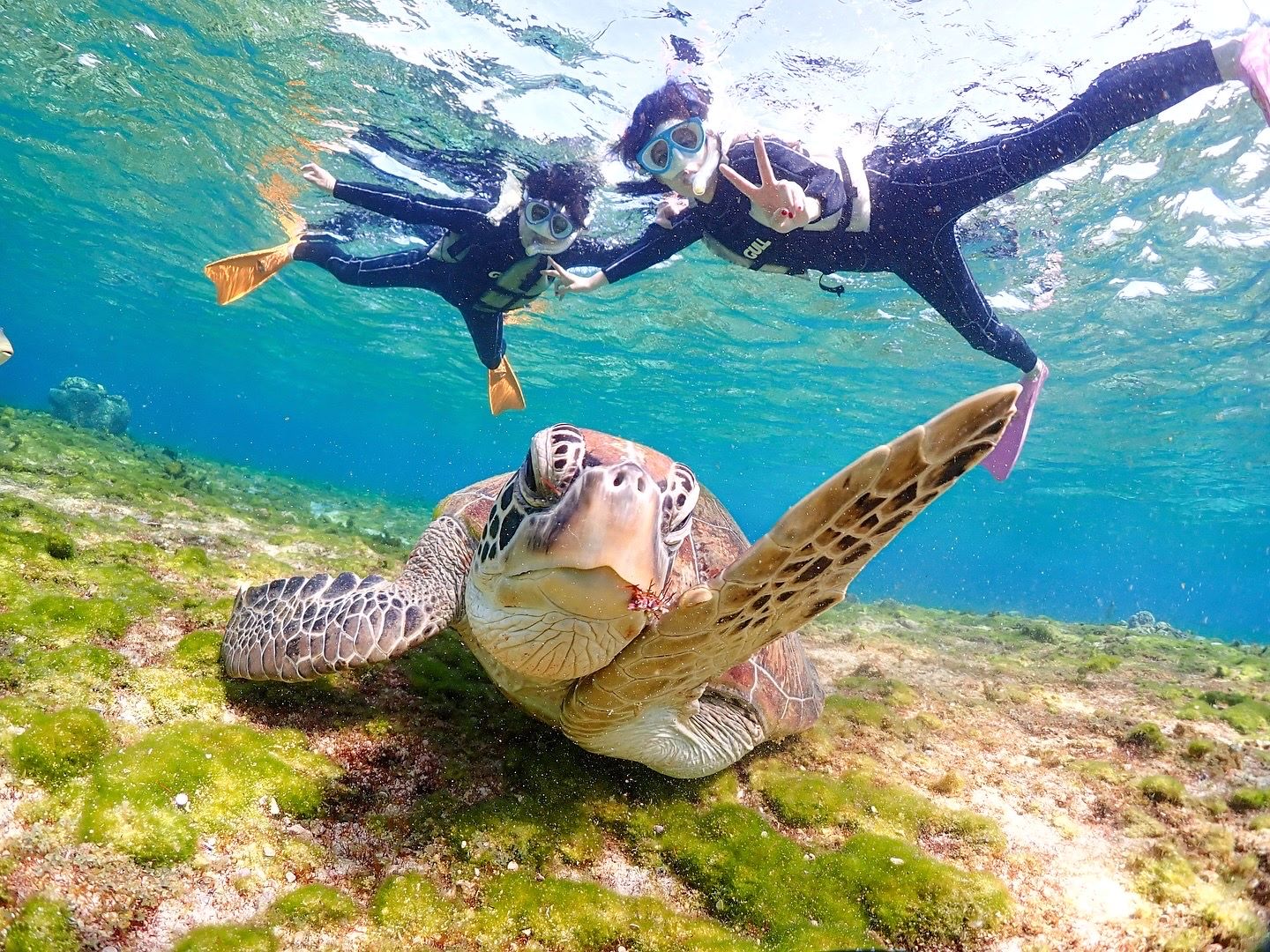 【お得な通常コース】ウミガメシュノーケリングツアー