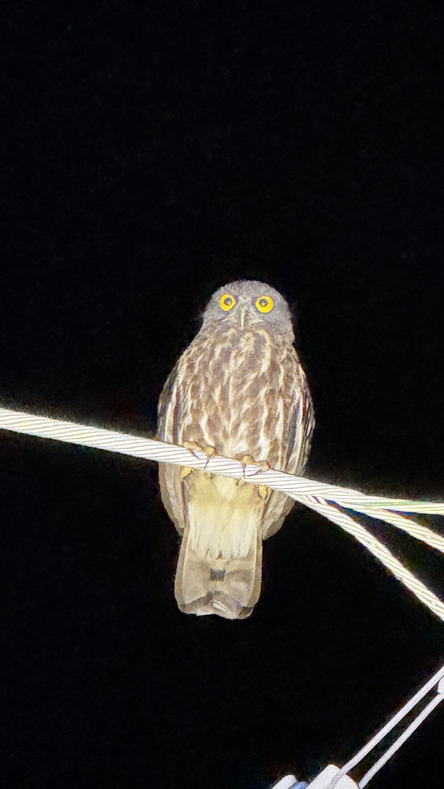 ジャングルナイトアドベンチャー&星空観賞ツアー 関連画像