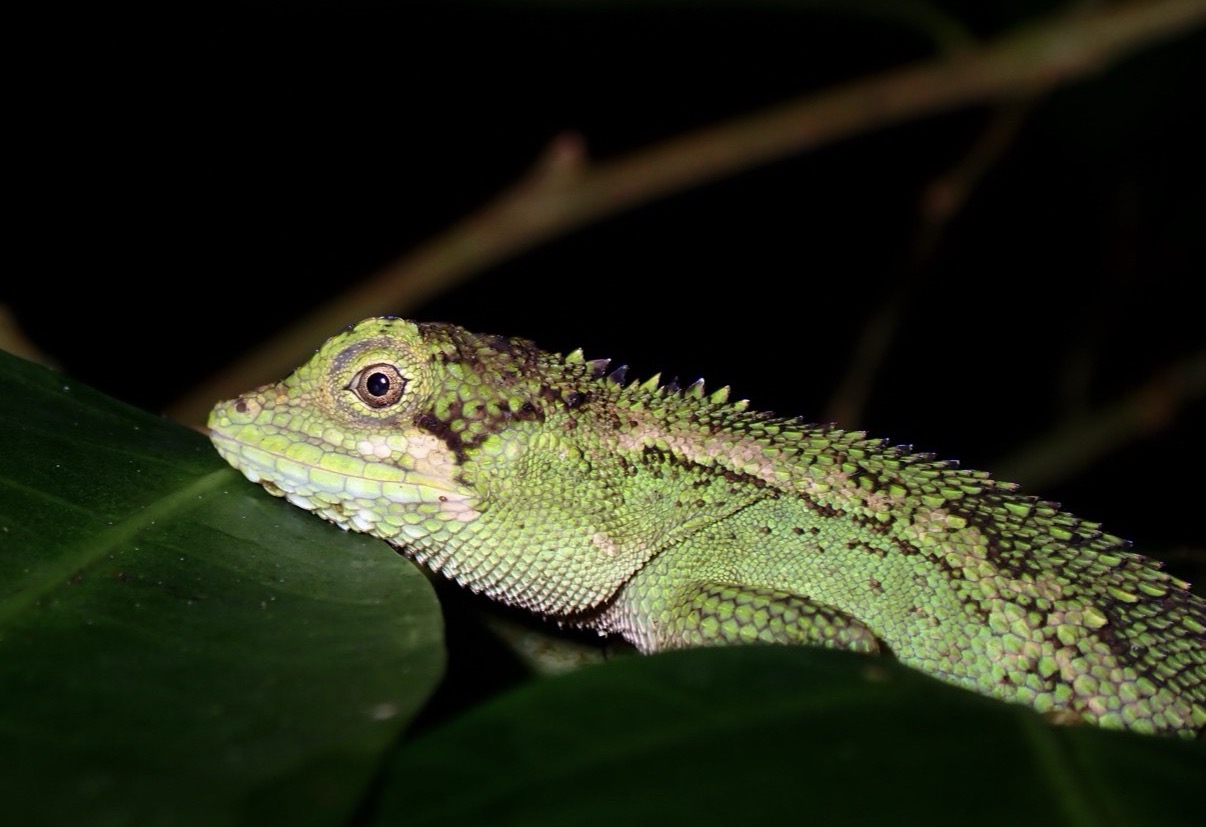 ジャングルナイトアドベンチャー&星空観賞ツアー 関連画像