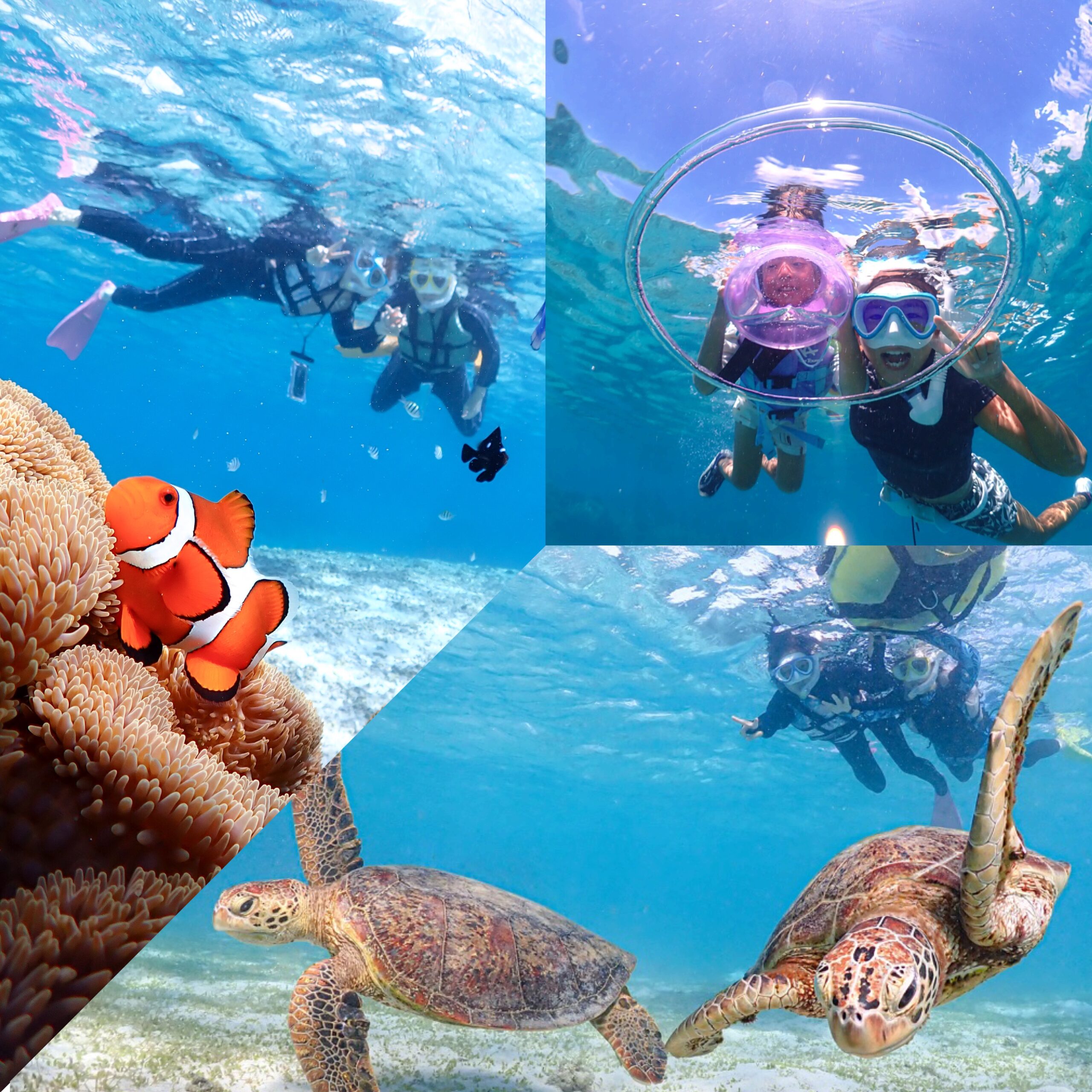 【完全貸切VIPコース】ウミガメシュノーケリングツアー 関連画像