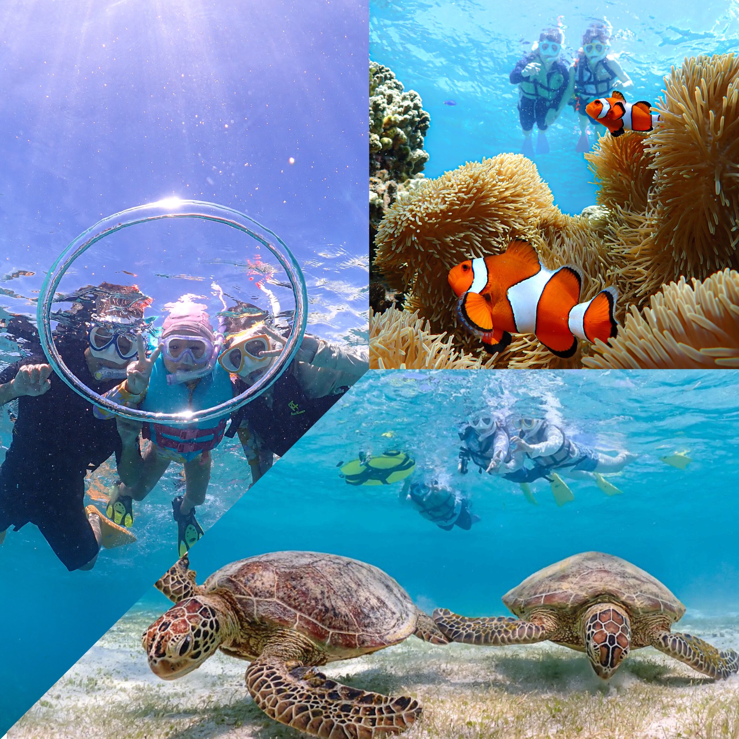 【完全貸切VIPコース】ウミガメシュノーケリングツアー