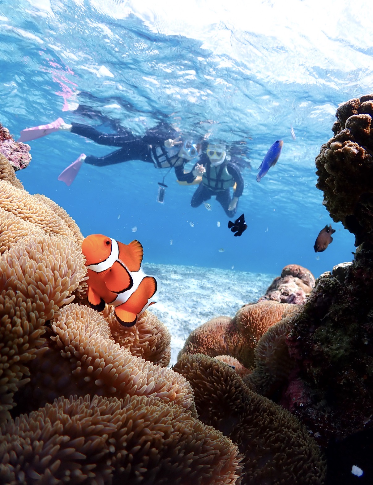 【完全貸切VIPコース】ウミガメシュノーケリングツアー 関連画像