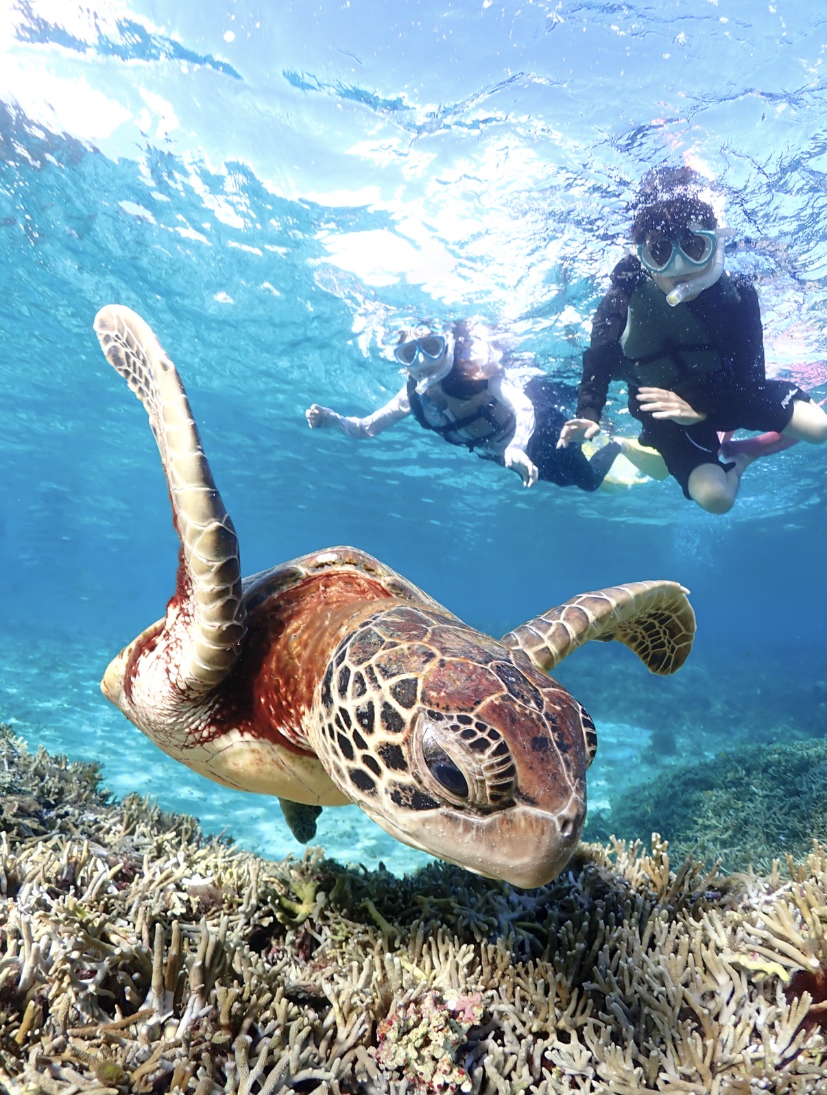 【完全貸切VIPコース】ウミガメシュノーケリングツアー 関連画像