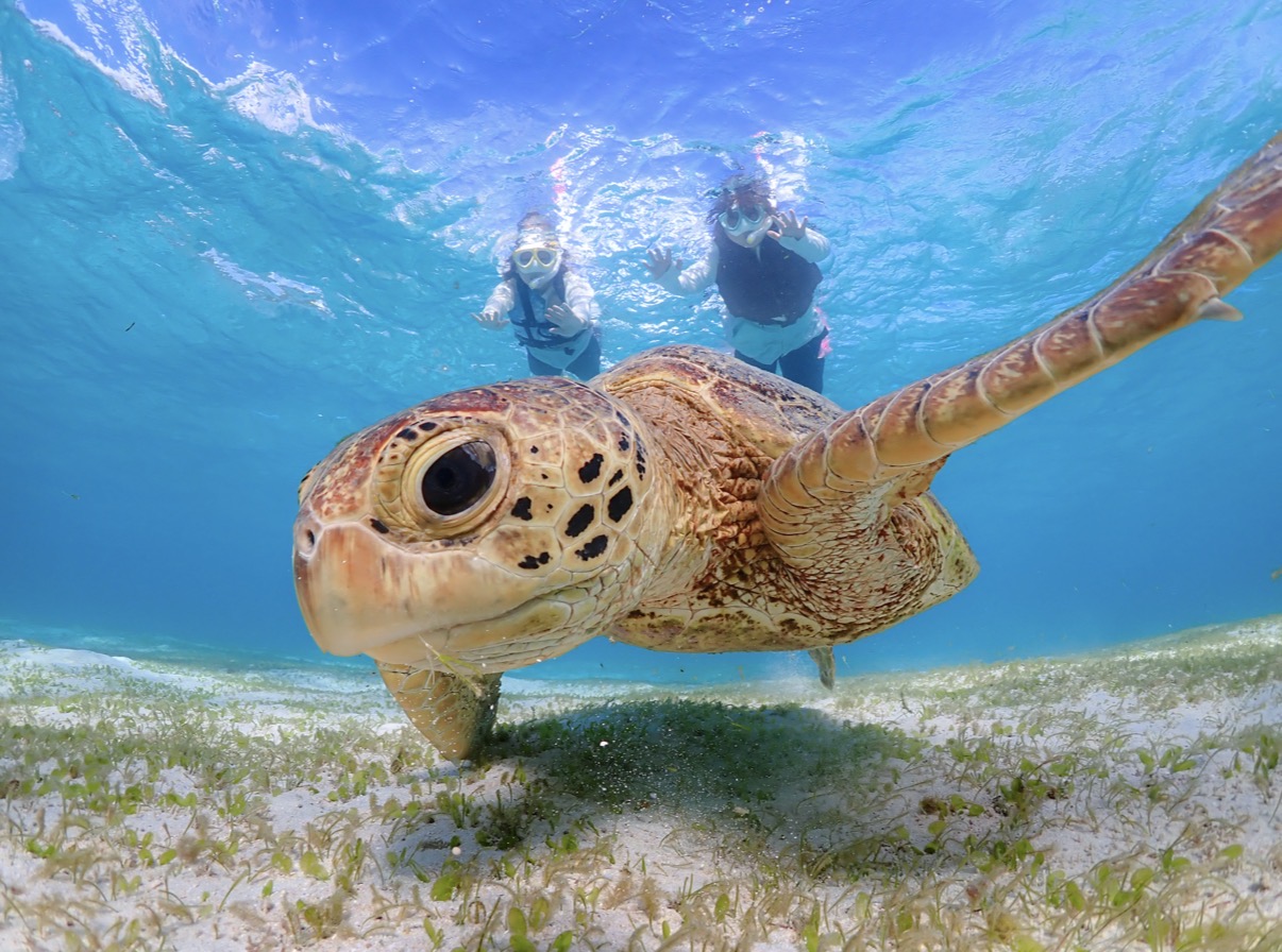 【完全貸切VIPコース】ウミガメシュノーケリングツアー 関連画像