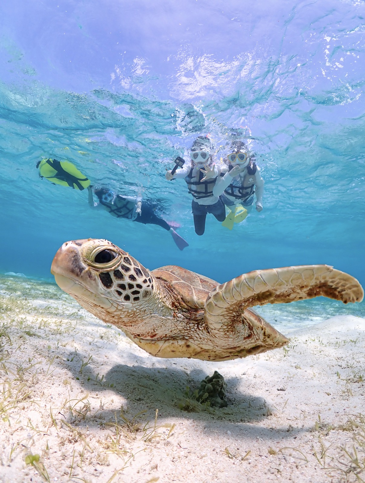 【完全貸切VIPコース】ウミガメシュノーケリングツアー 関連画像