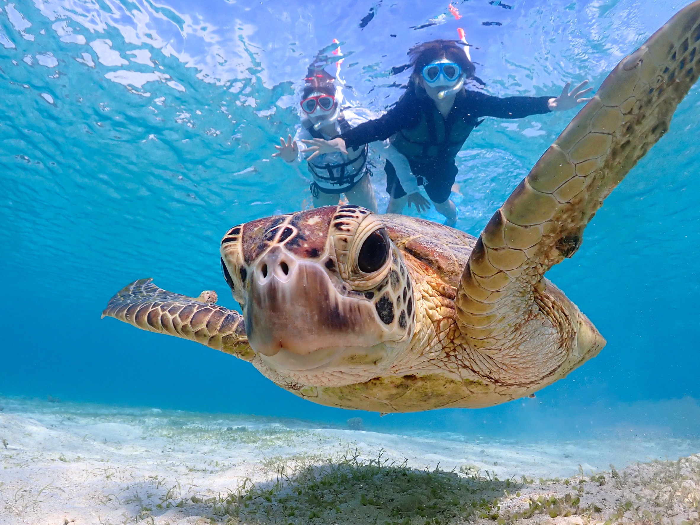 ウミガメ・ニモと近くで泳げる2時間シュノーケリングツアー|当日予約可・高画質データ無制限プレゼント! 関連画像