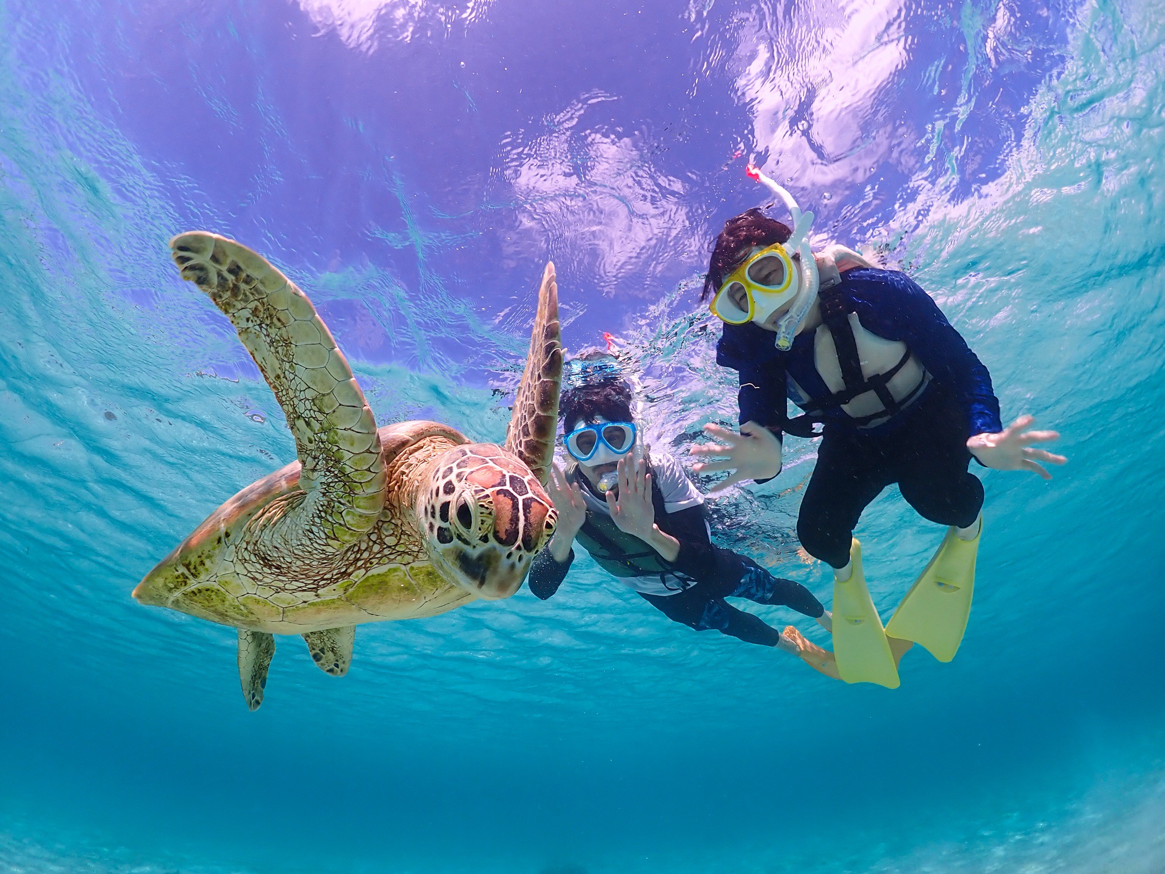 ウミガメ・ニモと近くで泳げる2時間シュノーケリングツアー|当日予約可・高画質データ無制限プレゼント! 関連画像