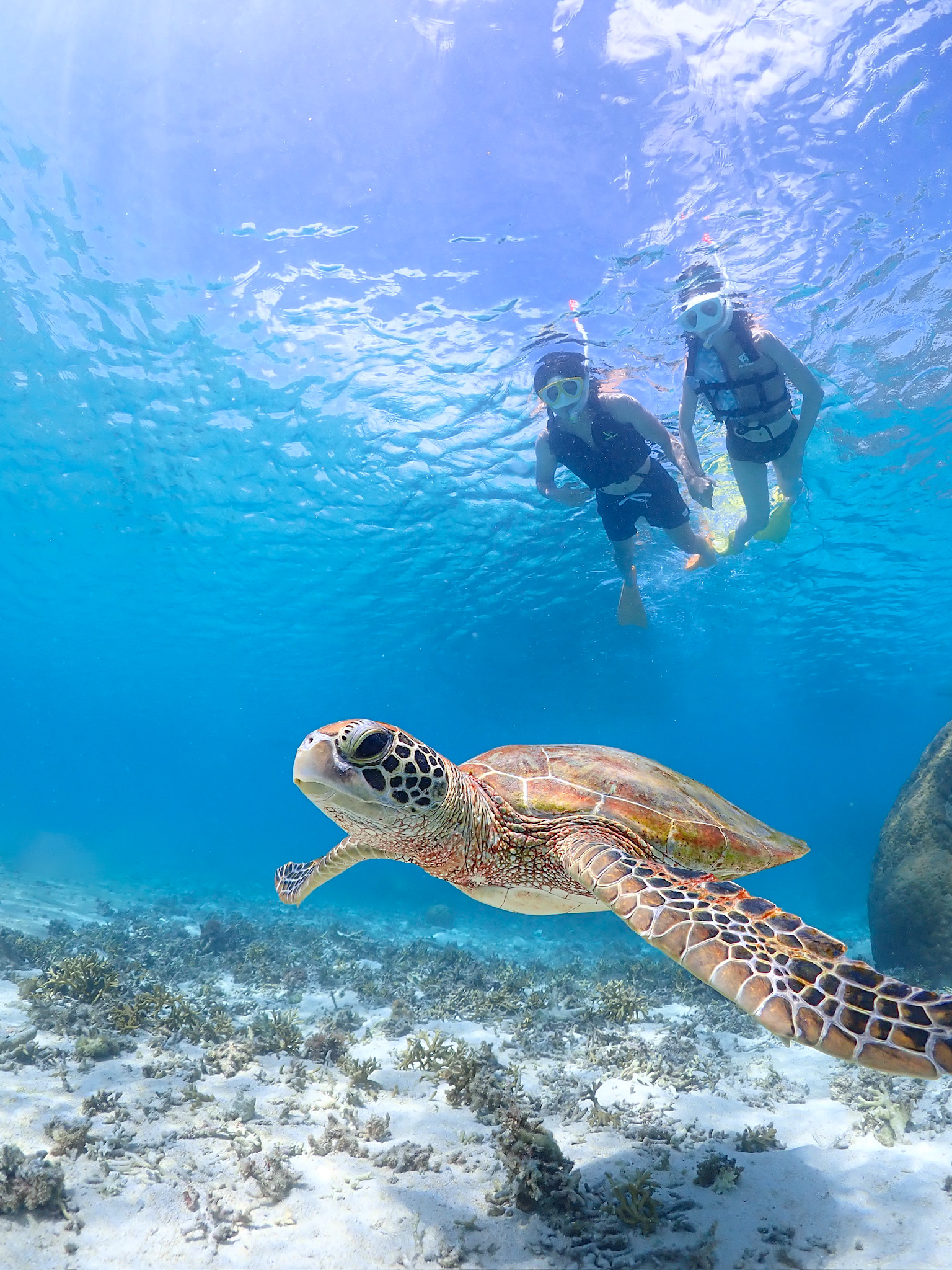 【お得な通常コース】ウミガメシュノーケリングツアー 関連画像