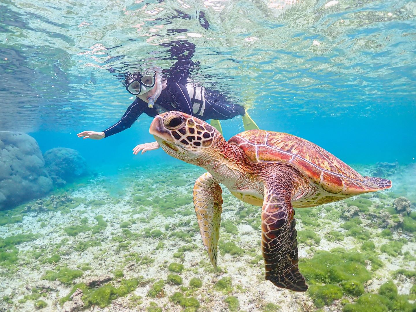 【お得な通常コース】ウミガメシュノーケリングツアー 関連画像