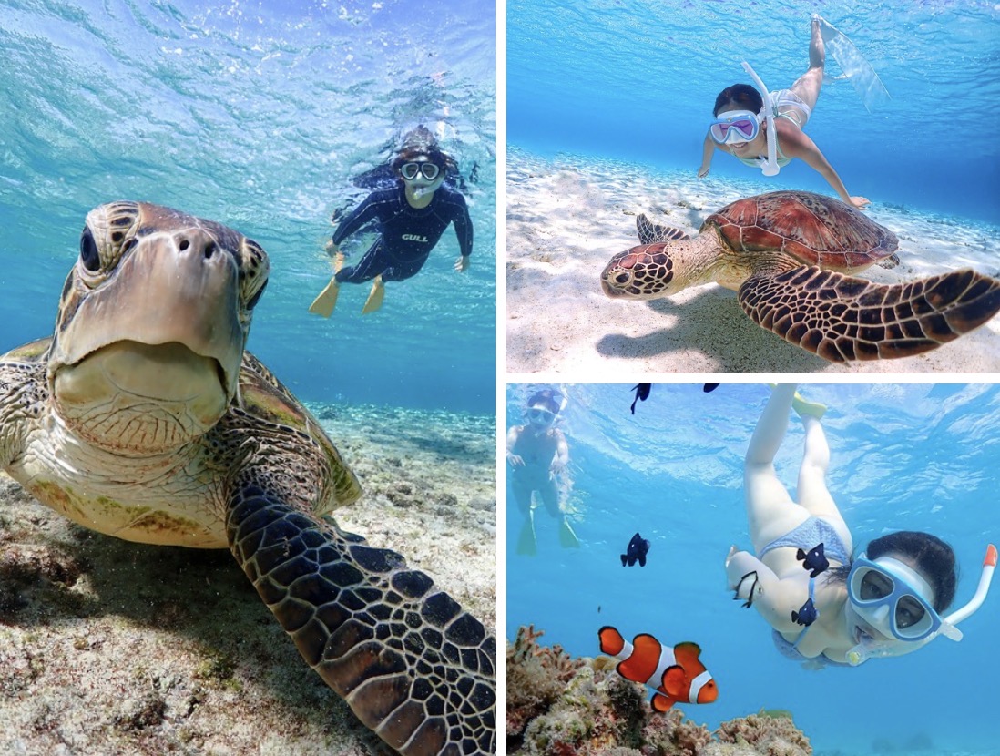 【完全貸切】ライフジャケット不要!ウミガメに大接近!初心者でも始められるスキンダイビング体験!