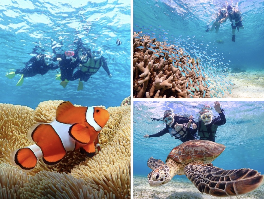 【お得な通常コース】遭遇率100%継続! ウミガメやカラフルなお魚と泳げる感動のシュノーケルツアー