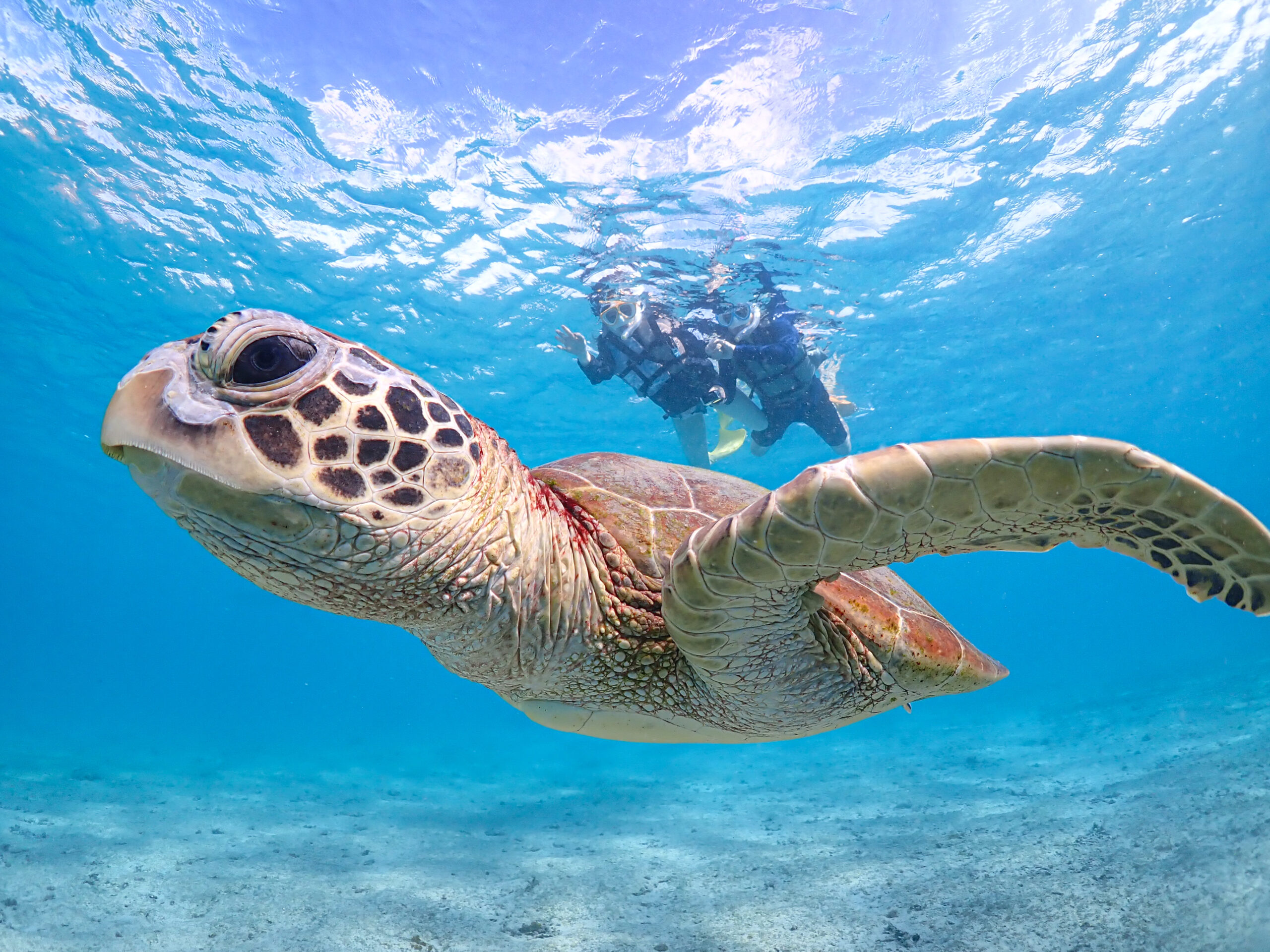 【お得な通常コース】ウミガメシュノーケリングツアー 関連画像